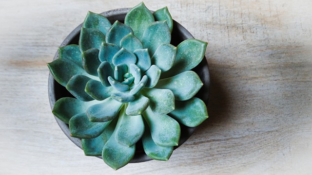 Where to Shop Unique Houseplants Near The Residences at Eastern Market: Little Leaf
