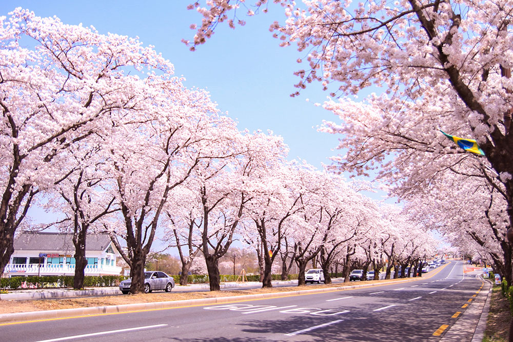 How to Experience DC’s Beloved Cherry Blossoms in 2021
